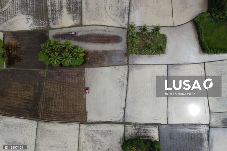 Início da época de plantação de arroz na Indonésia