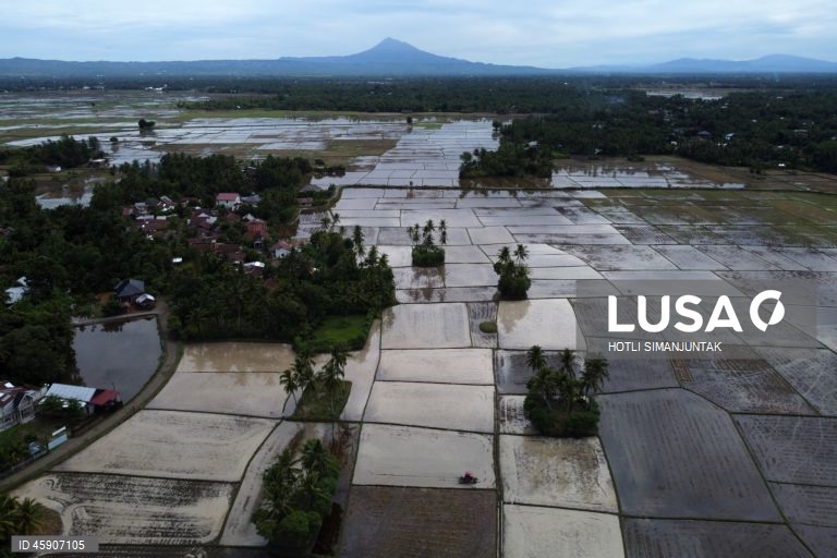 Início da época de plantação de arroz na Indonésia