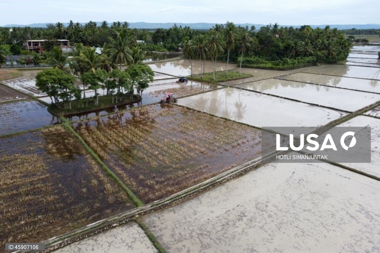Início da época de plantação de arroz na Indonésia