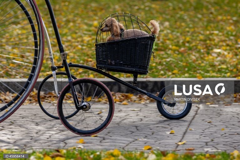 Ciclistas de bicicletas de roda alta reúnem-se para a corrida One Mile, em Praga.