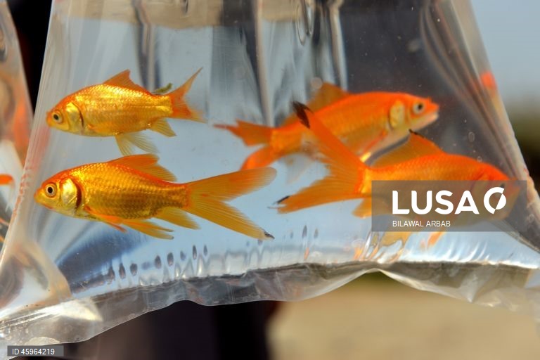 Paquistão: Venda de peixes dourados em Peshawar