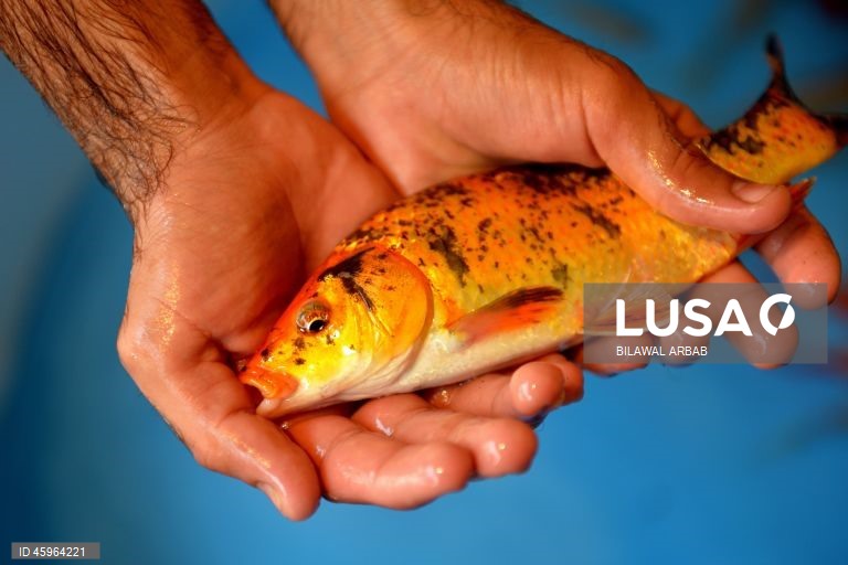 Paquistão: Venda de peixes dourados em Peshawar