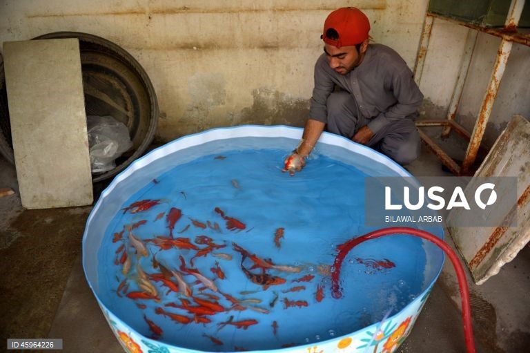 Paquistão: Venda de peixes dourados em Peshawar