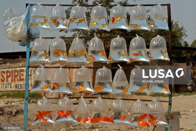 Paquistão: Venda de peixes dourados em Peshawar