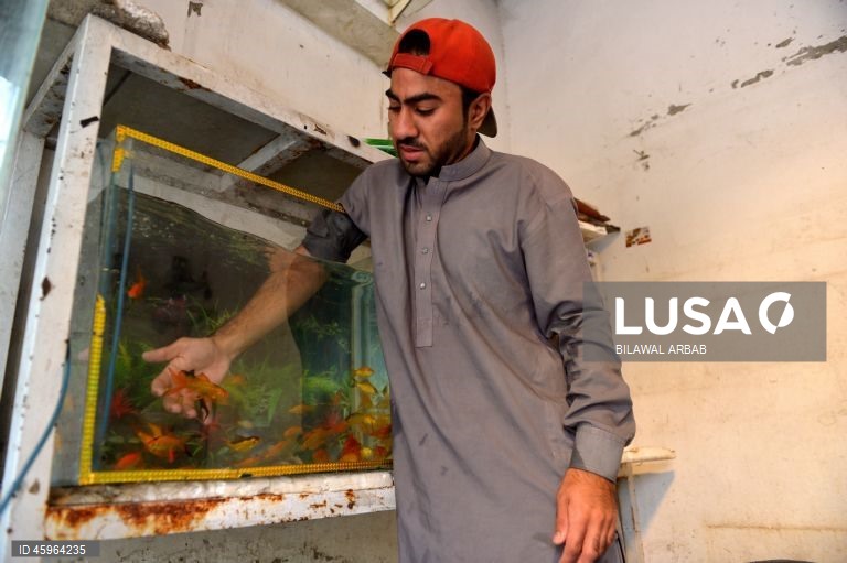 Paquistão: Venda de peixes dourados em Peshawar