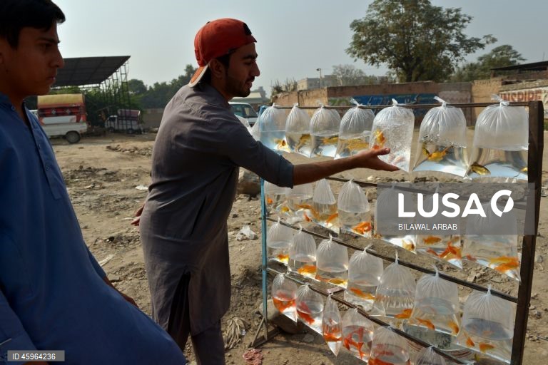 Paquistão: Venda de peixes dourados em Peshawar