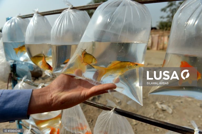 Paquistão: Venda de peixes dourados em Peshawar