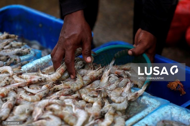 A Indonésia começou a emitir certificados comprovando que os carregamentos de camarão para os Estados Unidos estão livres de contaminação radioativa depois que a Food and Drug Administration (FDA) dos EUA encontrou vestígios do perigoso radionuclídeo Cs-137 em uma amostra no início de agosto de 2025 e levou a FDA dos EUA a exigir a certificação das importações de camarão de locais com risco de contaminação a partir de 31 de outubro.  