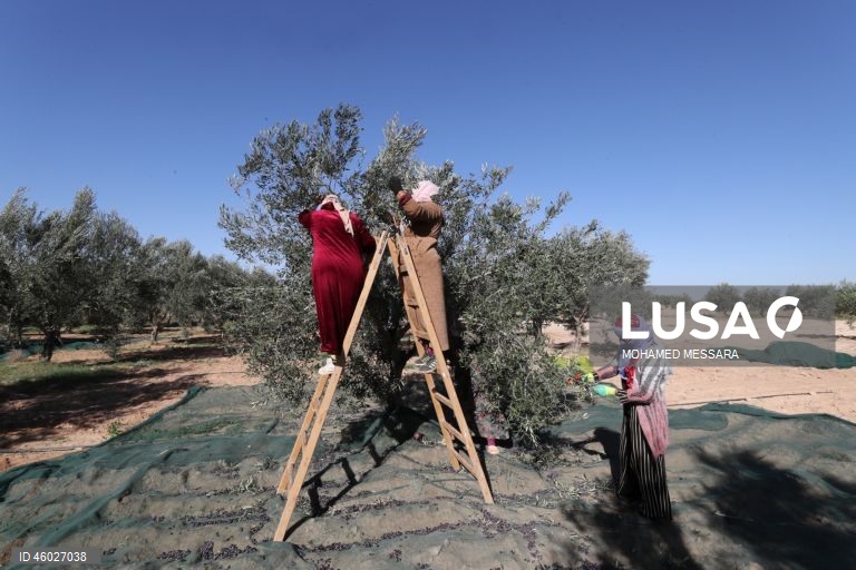 Tunísia: Colheita da azeitona e produção de azeite em Sfax