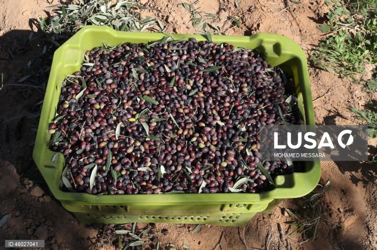 Tunísia: Colheita da azeitona e produção de azeite em Sfax