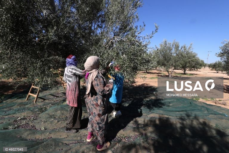 Tunísia: Colheita da azeitona e produção de azeite em Sfax