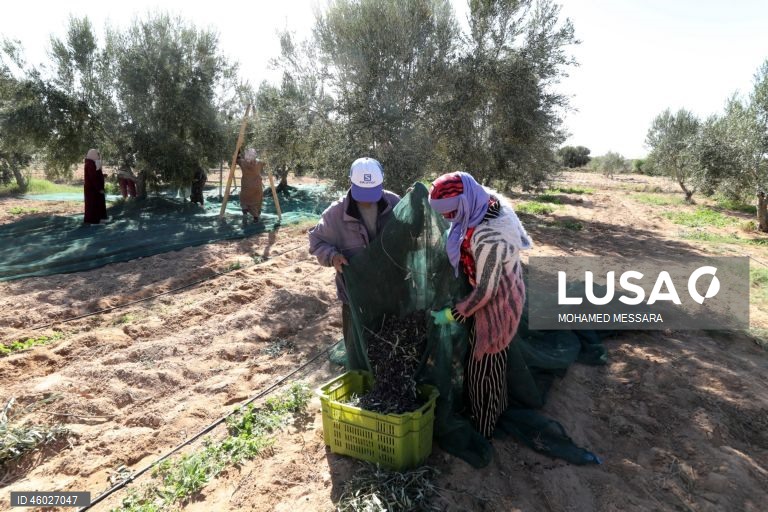 Tunísia: Colheita da azeitona e produção de azeite em Sfax