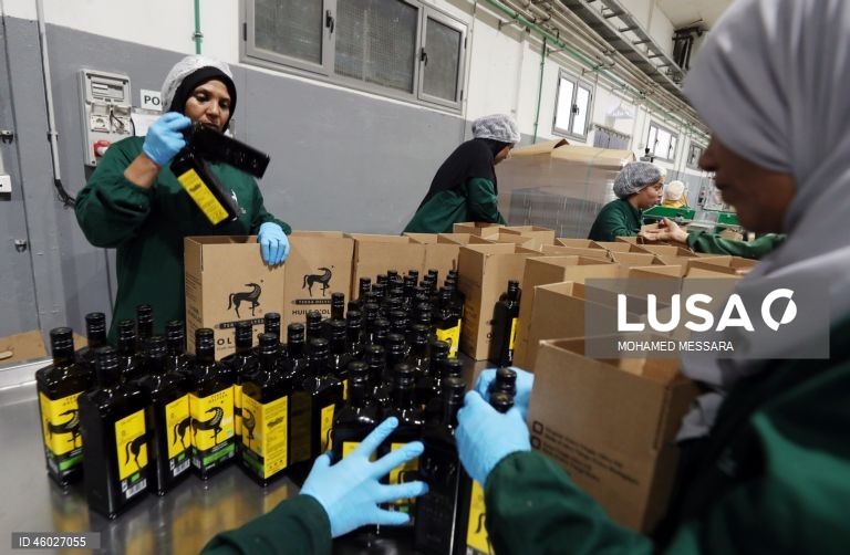 Tunísia: Colheita da azeitona e produção de azeite em Sfax