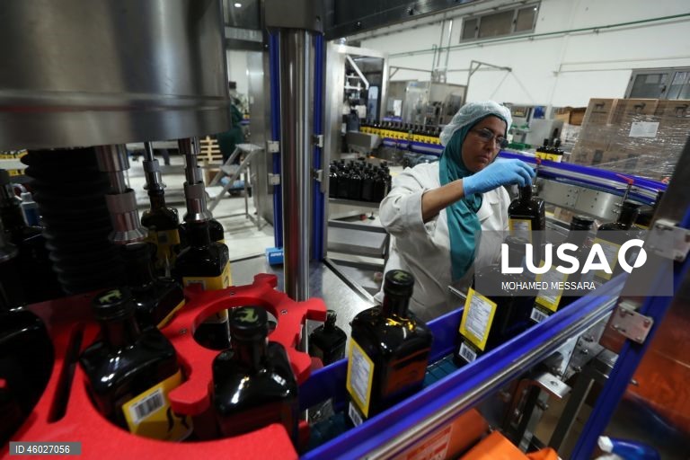 Tunísia: Colheita da azeitona e produção de azeite em Sfax