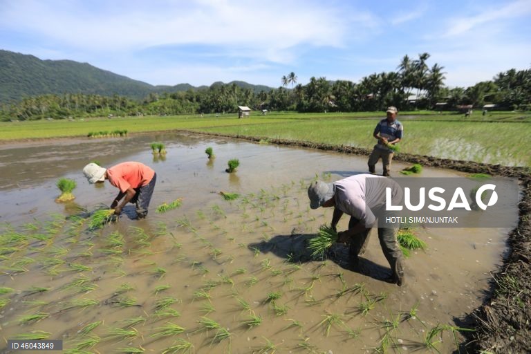 Indonésia: Início da época de plantação do arroz 