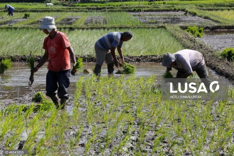 Indonésia: Início da época de plantação do arroz 