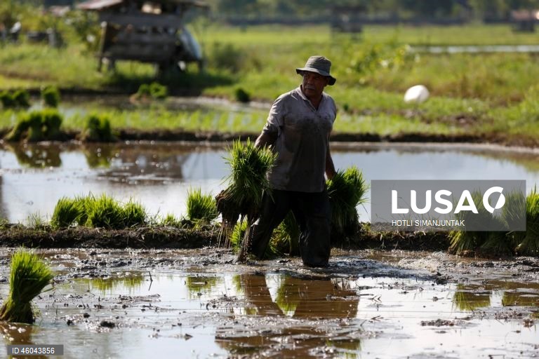 Indonésia: Início da época de plantação do arroz 