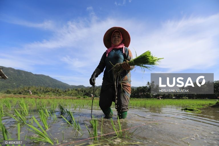 Indonésia: Início da época de plantação do arroz 