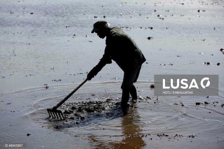 Indonésia: Início da época de plantação do arroz 