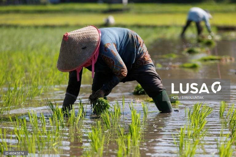 Indonésia: Início da época de plantação do arroz 