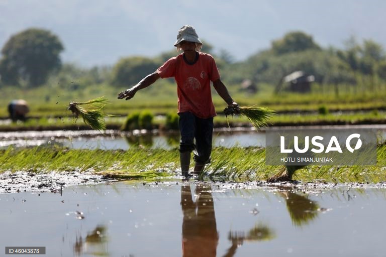 Indonésia: Início da época de plantação do arroz 