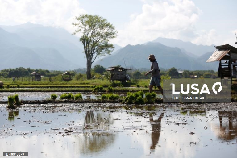 Indonésia: Início da época de plantação do arroz 
