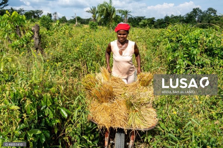 Libéria: Colheita do arroz