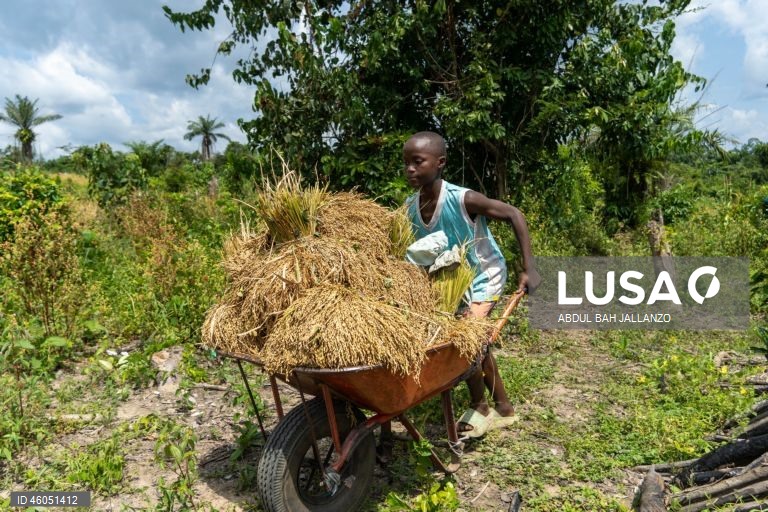 Libéria: Colheita do arroz