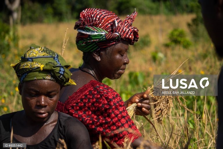 Libéria: Colheita do arroz