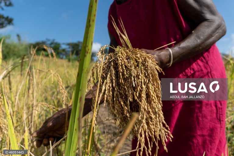 Libéria: Colheita do arroz