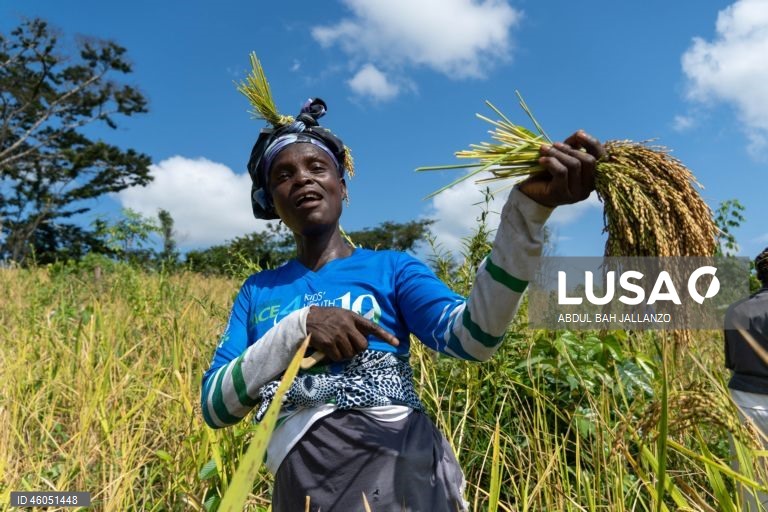 Libéria: Colheita do arroz