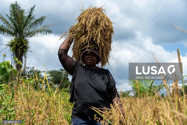 Libéria: Colheita do arroz
