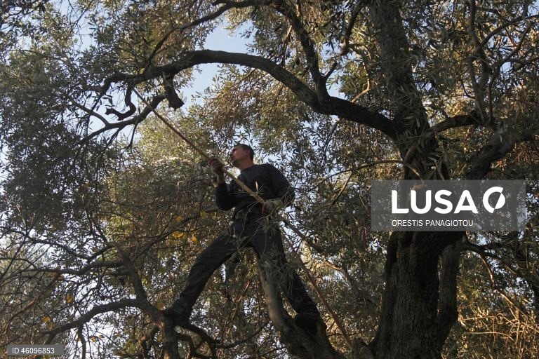 26 de novembro - Dia Internacional da Oliveira