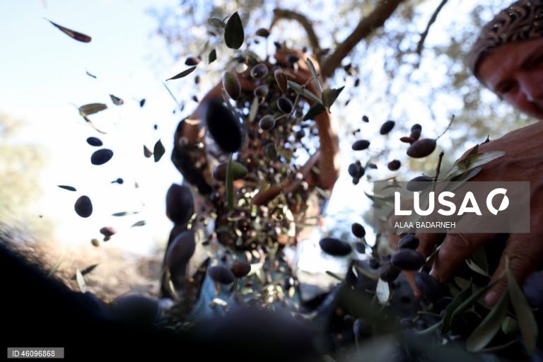 26 de novembro - Dia Internacional da Oliveira