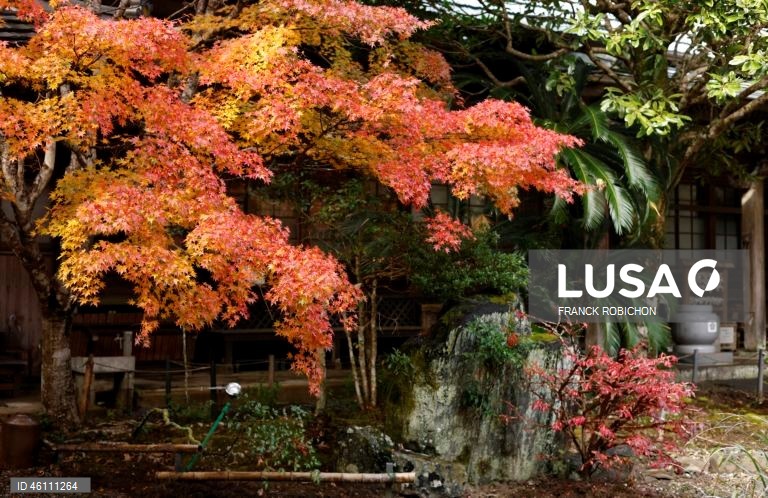 Japão: Cores de outono em Tóquio