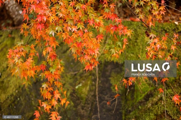 Japão: Cores de outono em Tóquio