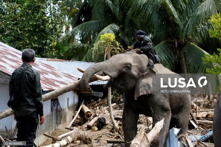 Quatro elefantes domesticados de Sumatra foram destacados para ajudar a limpar os escombros na área afetada pelas inundações. De acordo com a Agência Nacional de Gestão de Desastres, as inundações e deslizamentos de terra provocados pelo ciclone tropical Senyar causaram a morte de mais de 950 pessoas nas províncias de Aceh, Sumatra do Norte e Sumatra Ocidental. 