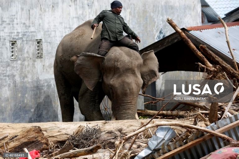 Quatro elefantes domesticados de Sumatra foram destacados para ajudar a limpar os escombros na área afetada pelas inundações. De acordo com a Agência Nacional de Gestão de Desastres, as inundações e deslizamentos de terra provocados pelo ciclone tropical Senyar causaram a morte de mais de 950 pessoas nas províncias de Aceh, Sumatra do Norte e Sumatra Ocidental. 