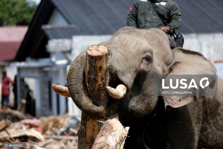 Quatro elefantes domesticados de Sumatra foram destacados para ajudar a limpar os escombros na área afetada pelas inundações. De acordo com a Agência Nacional de Gestão de Desastres, as inundações e deslizamentos de terra provocados pelo ciclone tropical Senyar causaram a morte de mais de 950 pessoas nas províncias de Aceh, Sumatra do Norte e Sumatra Ocidental. 