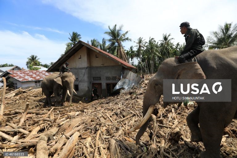 Quatro elefantes domesticados de Sumatra foram destacados para ajudar a limpar os escombros na área afetada pelas inundações. De acordo com a Agência Nacional de Gestão de Desastres, as inundações e deslizamentos de terra provocados pelo ciclone tropical Senyar causaram a morte de mais de 950 pessoas nas províncias de Aceh, Sumatra do Norte e Sumatra Ocidental. 