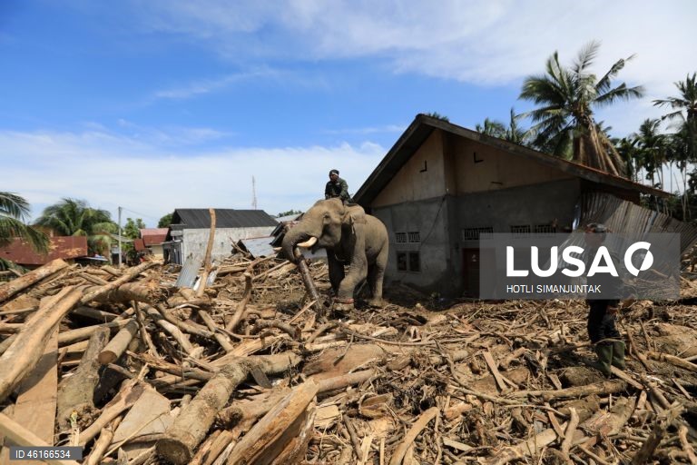 Quatro elefantes domesticados de Sumatra foram destacados para ajudar a limpar os escombros na área afetada pelas inundações. De acordo com a Agência Nacional de Gestão de Desastres, as inundações e deslizamentos de terra provocados pelo ciclone tropical Senyar causaram a morte de mais de 950 pessoas nas províncias de Aceh, Sumatra do Norte e Sumatra Ocidental. 