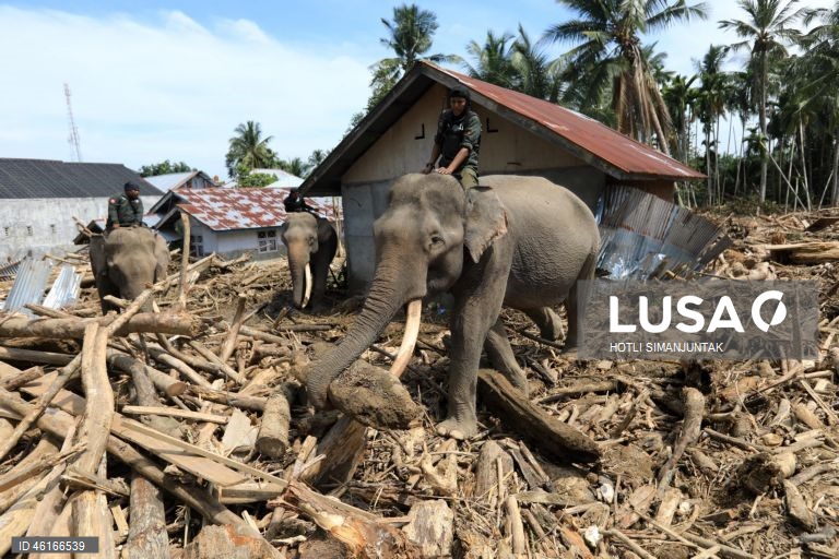 Quatro elefantes domesticados de Sumatra foram destacados para ajudar a limpar os escombros na área afetada pelas inundações. De acordo com a Agência Nacional de Gestão de Desastres, as inundações e deslizamentos de terra provocados pelo ciclone tropical Senyar causaram a morte de mais de 950 pessoas nas províncias de Aceh, Sumatra do Norte e Sumatra Ocidental. 