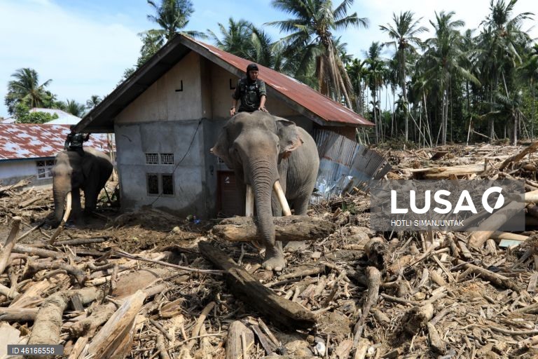 Quatro elefantes domesticados de Sumatra foram destacados para ajudar a limpar os escombros na área afetada pelas inundações. De acordo com a Agência Nacional de Gestão de Desastres, as inundações e deslizamentos de terra provocados pelo ciclone tropical Senyar causaram a morte de mais de 950 pessoas nas províncias de Aceh, Sumatra do Norte e Sumatra Ocidental. 
