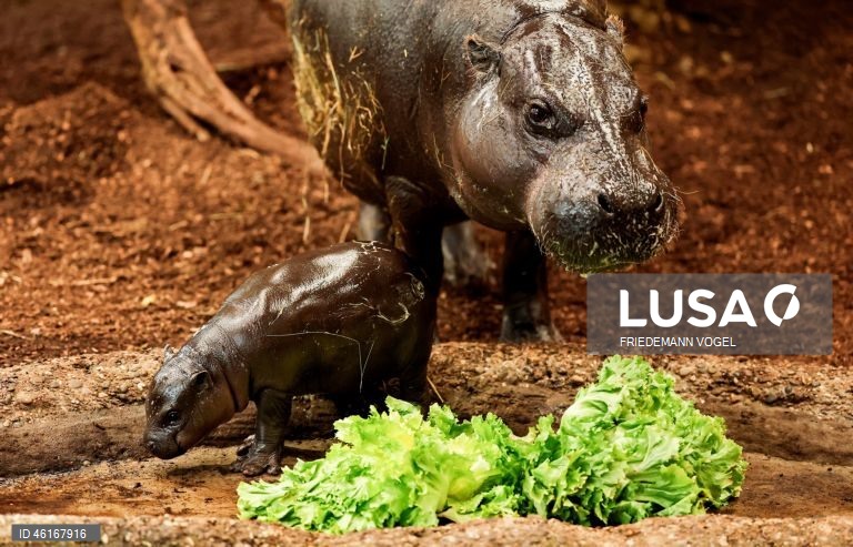 Um hipopótamo pigmeu macho com quase duas semanas de idade chamado «Panya» com a sua mãe Ayoka no Jardim Zoológico de Duisburg, Alemanha.