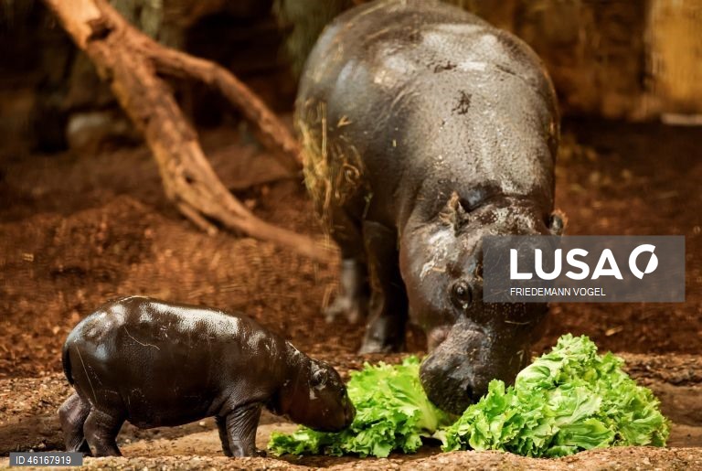 Um hipopótamo pigmeu macho com quase duas semanas de idade chamado «Panya» com a sua mãe Ayoka no Jardim Zoológico de Duisburg, Alemanha.