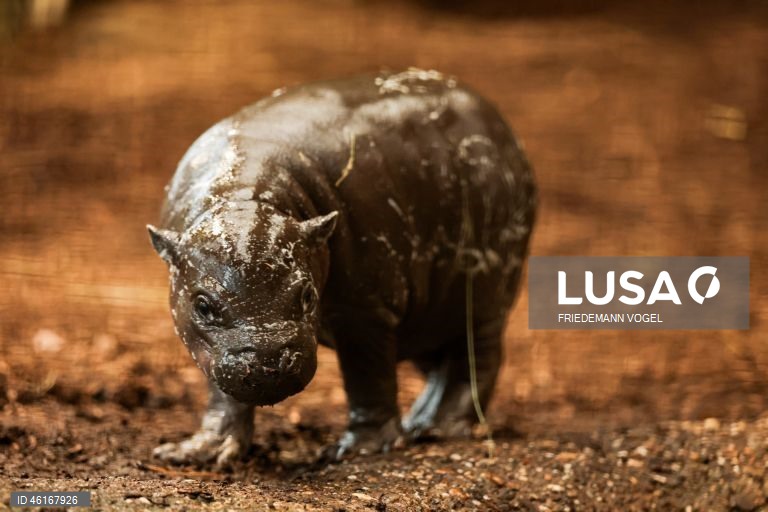 Um hipopótamo pigmeu macho com quase duas semanas de idade chamado «Panya» com a sua mãe Ayoka no Jardim Zoológico de Duisburg, Alemanha.