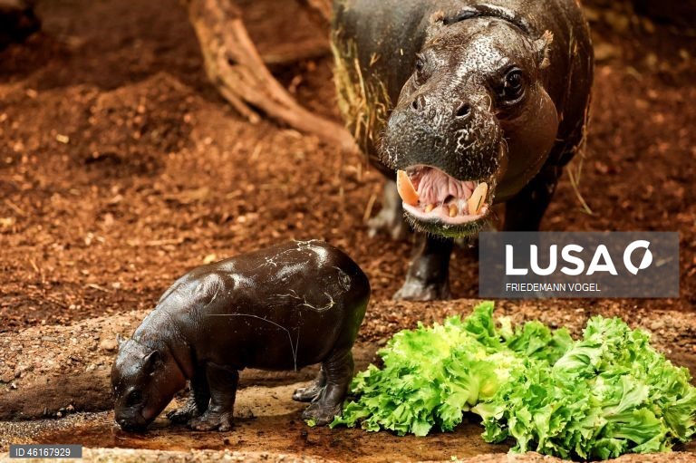 Um hipopótamo pigmeu macho com quase duas semanas de idade chamado «Panya» com a sua mãe Ayoka no Jardim Zoológico de Duisburg, Alemanha.