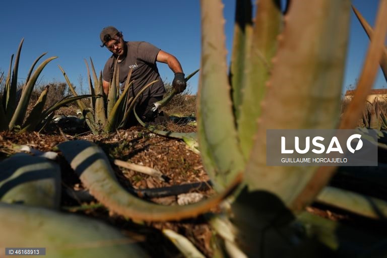 Plantas de Aloe Vera no sul da França