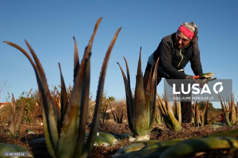 Plantas de Aloe Vera no sul da França