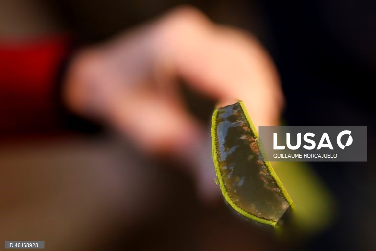 Plantas de Aloe Vera no sul da França